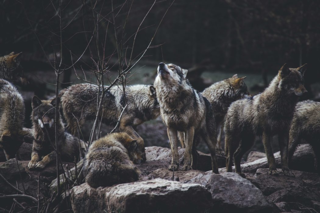 thomas-bonometti-dtfyRuKG7UY-unsplash-4