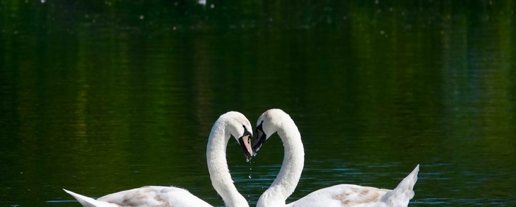 Vogelgrippe in Hamburg: Dürfen die Vögel bald nach draußen?