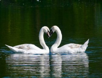 Vogelgrippe in Hamburg: Dürfen die Vögel bald nach draußen?