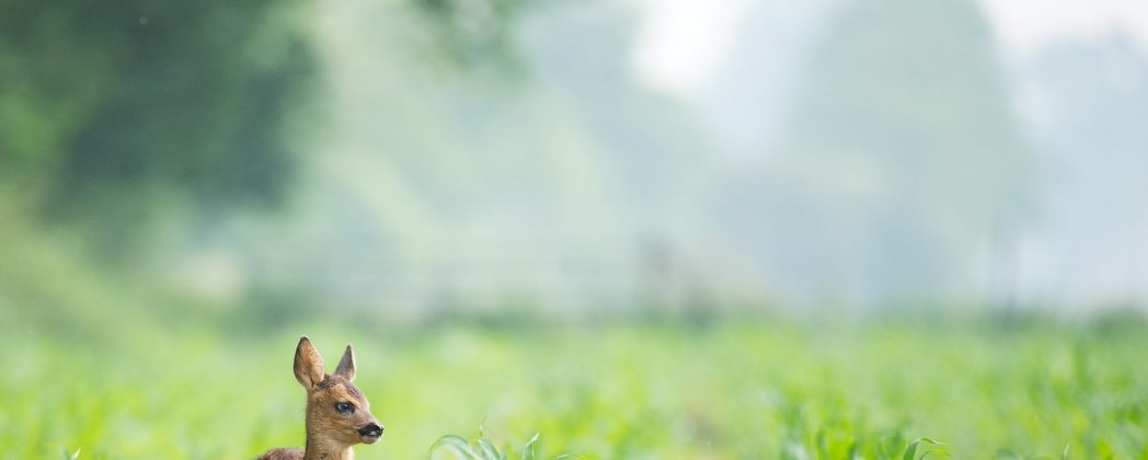 Wilderei durch Tierliebe? Frau nimmt Rehkitz nach Hause