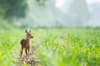 Wilderei durch Tierliebe? Frau nimmt Rehkitz nach Hause