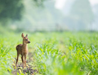 Wilderei durch Tierliebe? Frau nimmt Rehkitz nach Hause