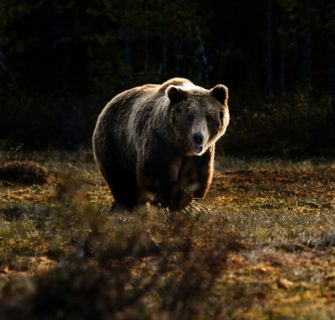 Bären mit Wölfen jagen? Skurrile Erfindung aus Japan