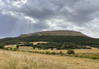 Rehbockjagd in Spanien: Blatten auf Rehbock nördlich von Madrid