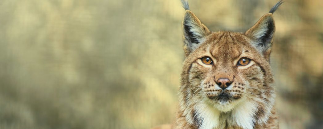 Luchs-Nachwuchs in Baden-Württemberg nach 200 Jahren