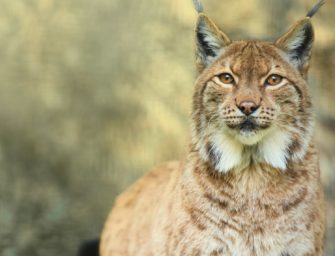 Luchs-Nachwuchs in Baden-Württemberg nach 200 Jahren