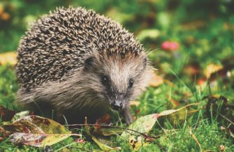Lübeck: Tierrettungsaktion endet in Körperverletzung