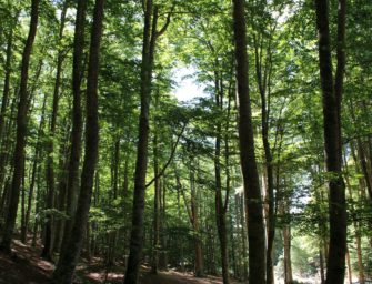 Jagdunfall: Jäger trifft Jogger mit Schrotflinte