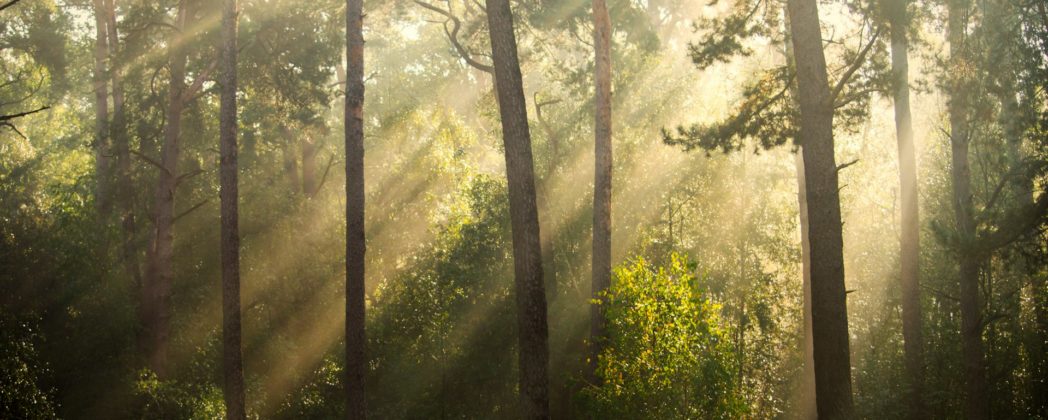 Kinder aus Heim verschwunden: Jäger findet beide im Wald