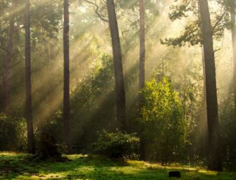 Kinder aus Heim verschwunden: Jäger findet beide im Wald