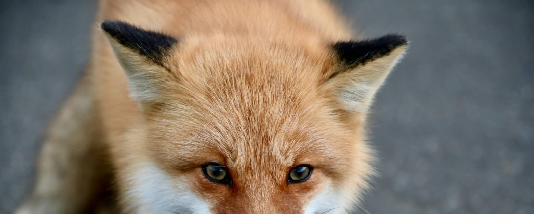 Fuchs in Zaun gefangen: Feuerwehr verhindert Wildtier-Tod