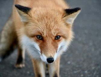 Fuchs in Zaun gefangen: Feuerwehr verhindert Wildtier-Tod
