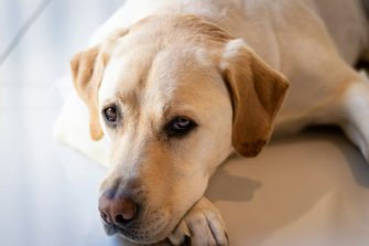 Hund löst Schrotflinte aus: Frau wird verletzt