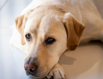 Hund löst Schrotflinte aus: Frau wird verletzt