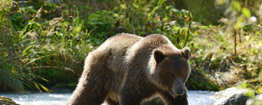 Bär verletzt Wanderer schwer: Arm zerfetzt