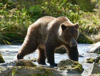 Bär verletzt Wanderer schwer: Arm zerfetzt