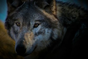 Wolf im Kreis Olpe darf nicht geschossen werden