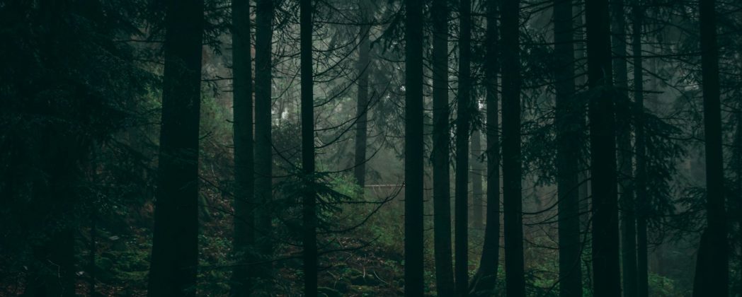 Munition im Wald gefunden: 1,5 Tonnen Granaten bei Pankow