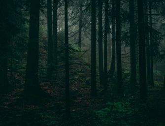 Munition im Wald gefunden: 1,5 Tonnen Granaten bei Pankow