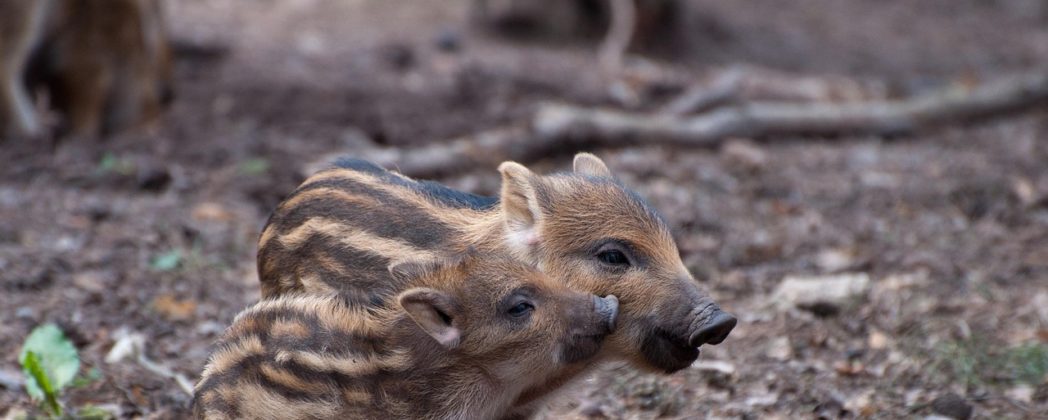 Wildschweine im Harz: Neue Maßnahmen ergriffen
