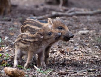 Wildschweine im Harz: Neue Maßnahmen ergriffen