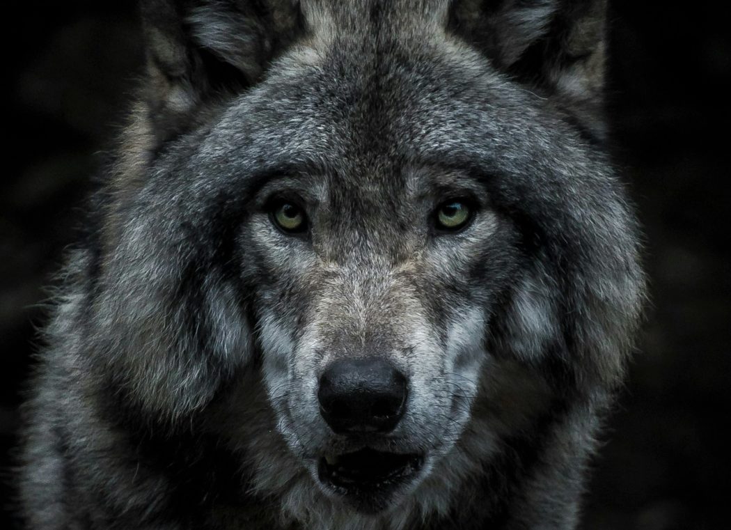 marc-olivier-jodoin-tauPAnOIGvE-unsplash-2