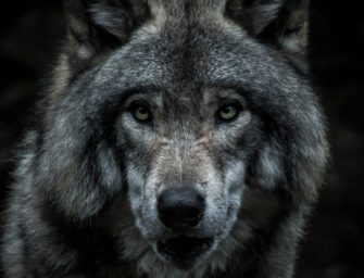 Wolf in Hamburg: Bissiges Tier vermutlich tot