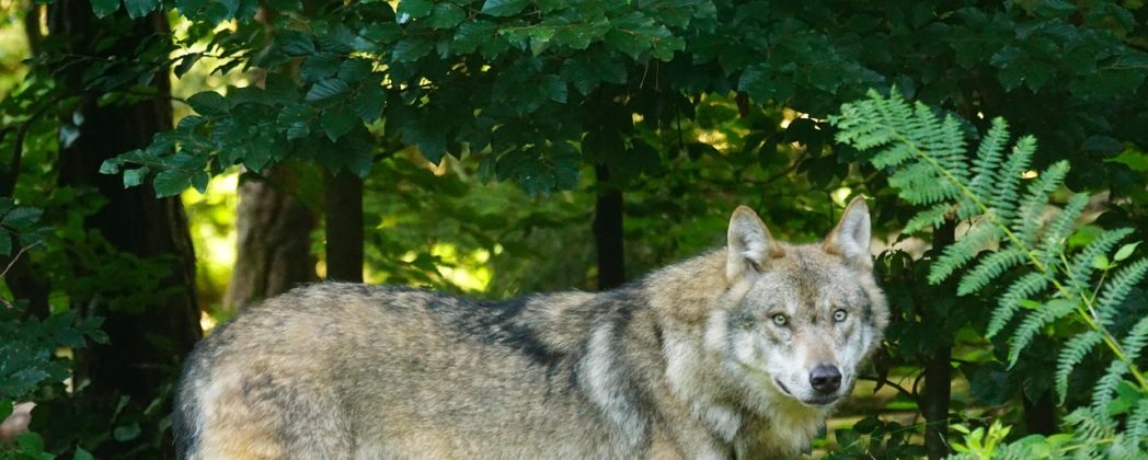 Wolf nähert sich Wohnhäusern: Raubtier getötet