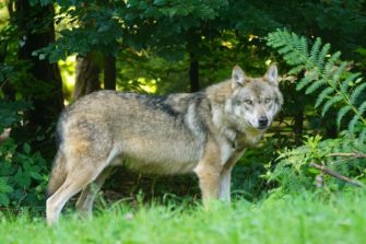 Wolf nähert sich Wohnhäusern: Raubtier getötet