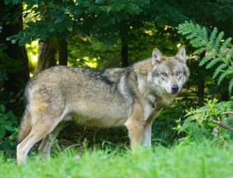 Wolf nähert sich Wohnhäusern: Raubtier getötet