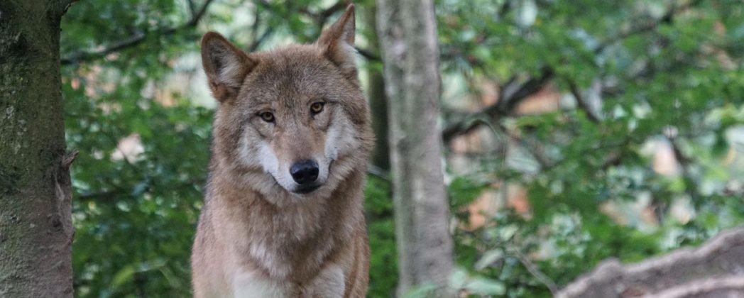 Wolf in Hessen: Abschusszahlen von bis zu 40 Prozent?