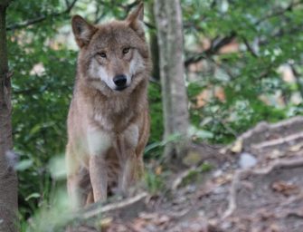 Wolf in Hessen: Abschusszahlen von bis zu 40 Prozent?
