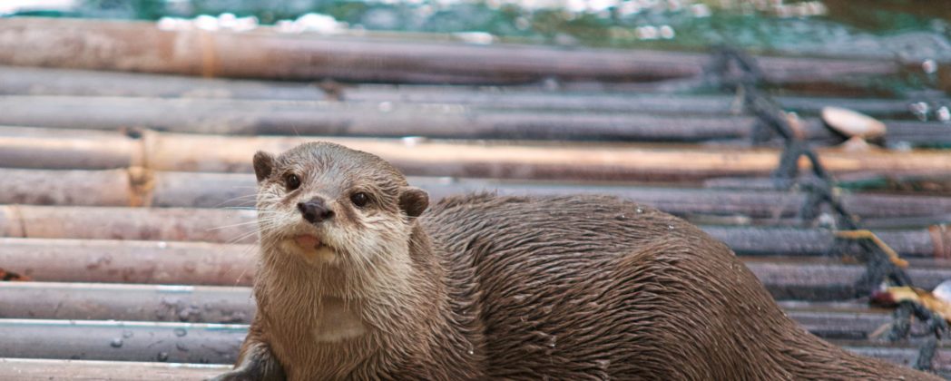Fischotter kehrt zurück? Kamera in RLP nimmt Tier auf