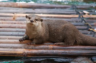 Fischotter kehrt zurück? Kamera in RLP nimmt Tier auf