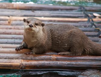 Fischotter kehrt zurück? Kamera in RLP nimmt Tier auf
