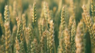 Milchreife: Warum Weizen Sauen magisch anzieht