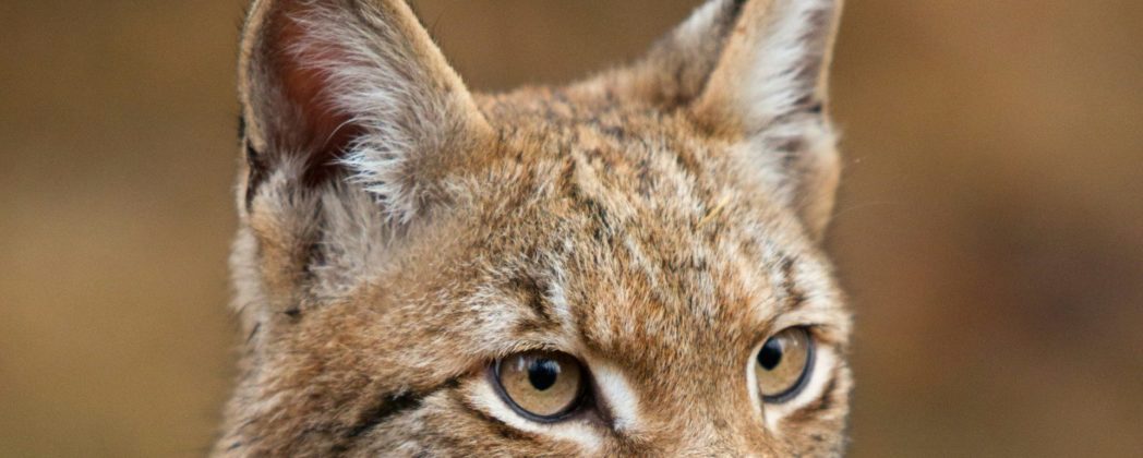 Luchs in Hessen getötet: Schädel in Plastiktüte gefunden