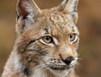 Luchs in Hessen getötet: Schädel in Plastiktüte gefunden