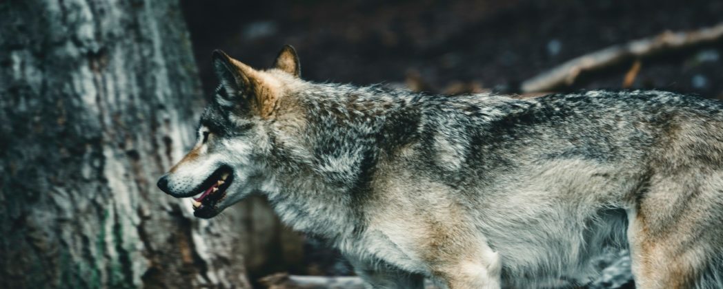 Prof. Dr. Pfannenstiel zum Wolf: „Was das mit Bestandsmanagement zu tun hat, weiß niemand!“