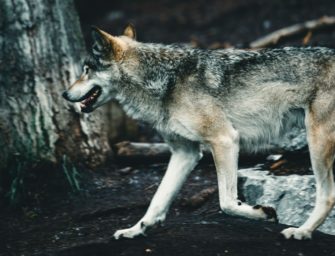 Prof. Dr. Pfannenstiel zum Wolf: „Was das mit Bestandsmanagement zu tun hat, weiß niemand!“