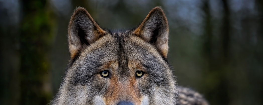 Wolf kommt auf Kleinkind zu: Familienhund stirbt bei der Rettung