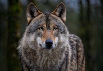 Wolf kommt auf Kleinkind zu: Familienhund stirbt bei der Rettung