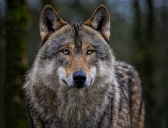Wolf kommt auf Kleinkind zu: Familienhund stirbt bei der Rettung