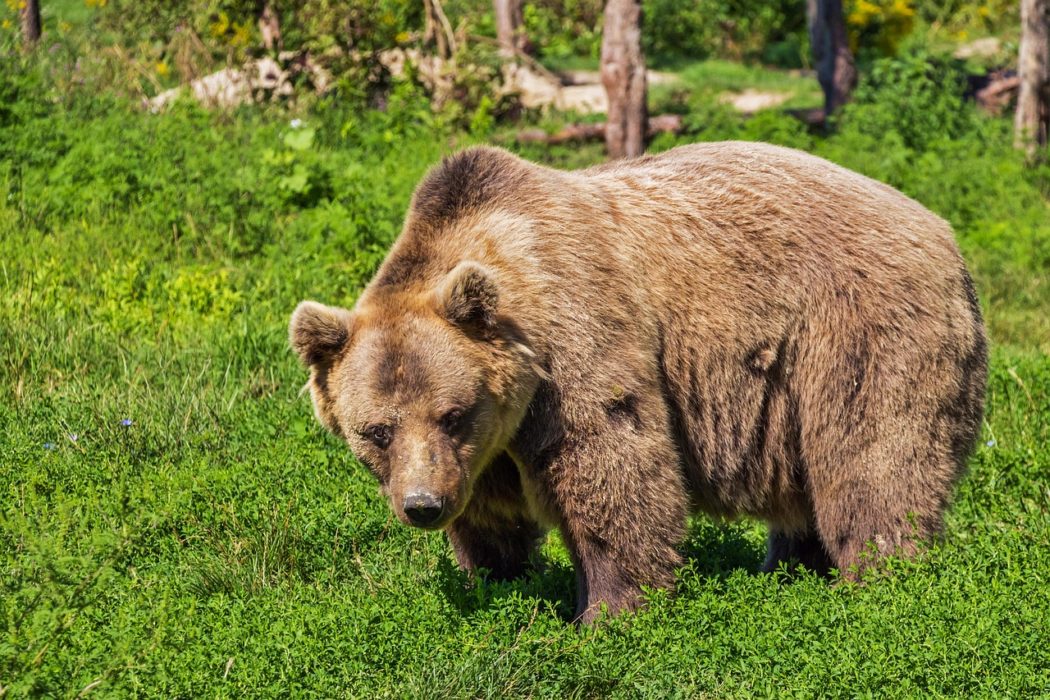 bergadder-bear-422682_1280