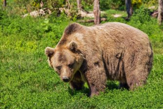 Bär in Bayern unterwegs? Landesamt untersucht Spuren