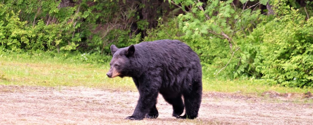 Bär tötet Rentnerpaar im Angelurlaub