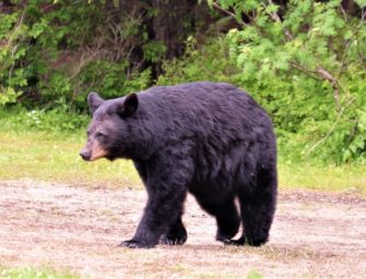 Bär tötet Rentnerpaar im Angelurlaub