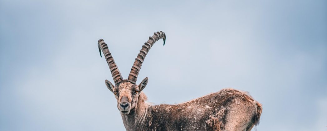 Unfall in den Alpen: Steinbock rammt Frau in den Abgrund