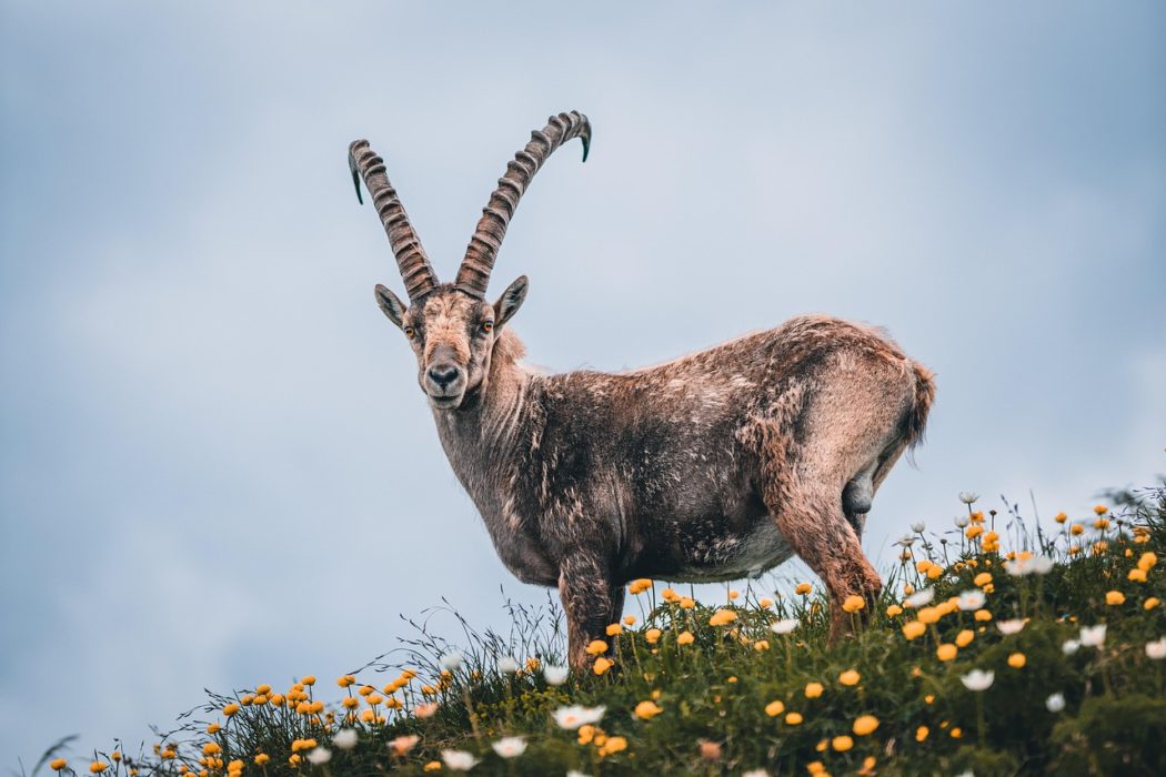 felix-mittermeier-alpine-ibex-4427336_1280