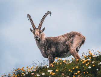 Unfall in den Alpen: Steinbock rammt Frau in den Abgrund
